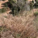 Parcelas en venta en El Rosario – R3678863