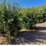 Villas de 3 dormitorios en venta en La Cala de Mijas – R5291896