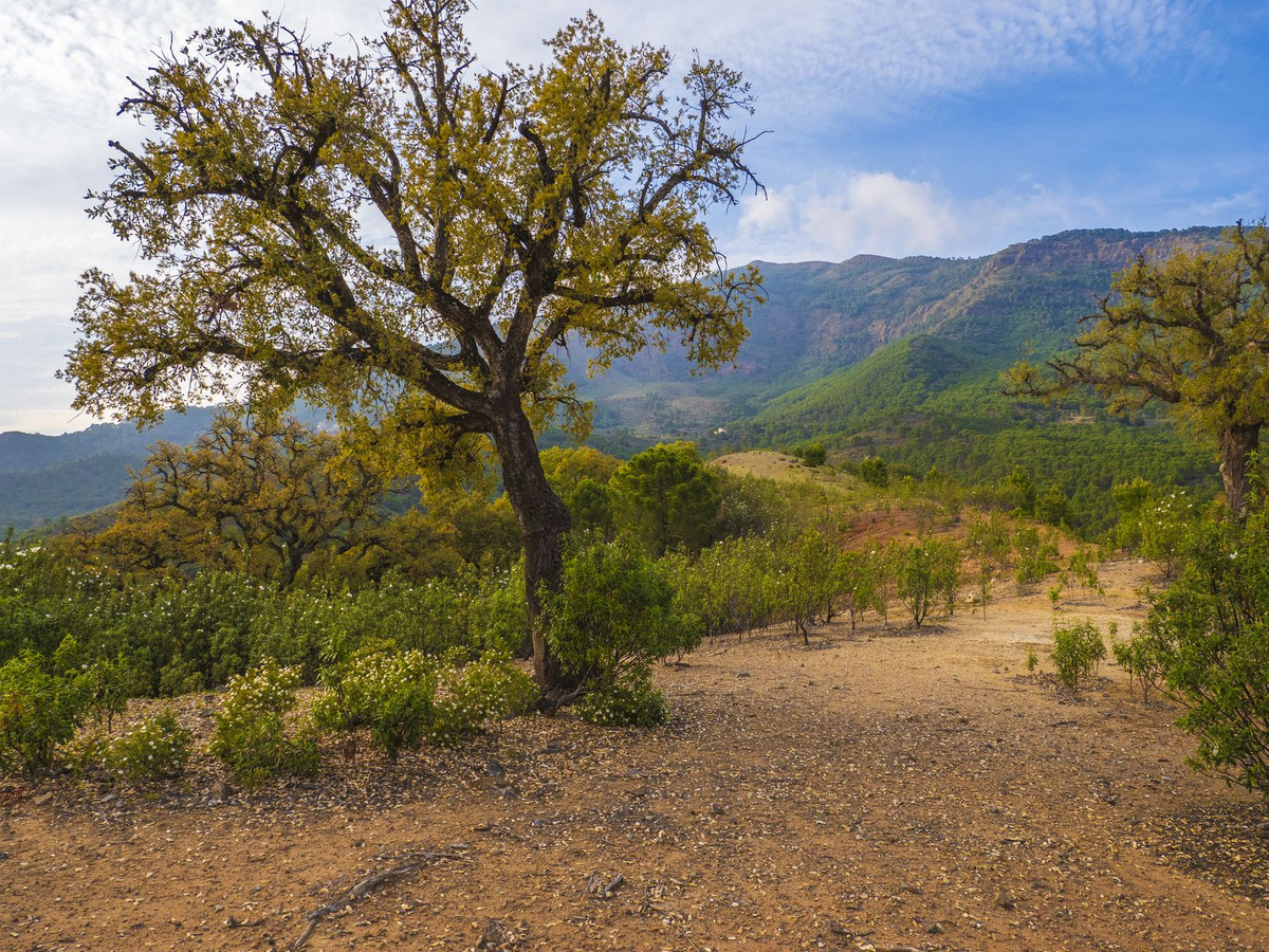 Plots for sale in La Zagaleta – R5329867 Plots for sale in La Zagaleta – R5329867