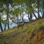 Plots for sale in La Zagaleta – R5329867 Plots for sale in La Zagaleta – R5329867