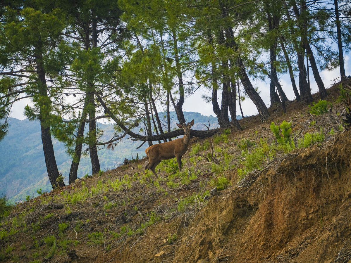 Plots for sale in La Zagaleta – R5329867 Plots for sale in La Zagaleta – R5329867