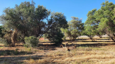 Plot for sale in San Pedro de Alcántara – R4074304