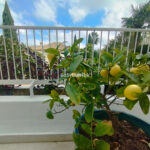 Apartamentos de 3 dormitorios en venta en Marbella – R5324209 Apartamentos de 3 dormitorios en venta en Marbella – R5324209