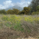 Parcelas en venta en Milla de Oro – R4853152 Parcelas en venta en Milla de Oro – R4853152