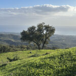 Plots for sale in La Mairena – R4856002 Plots for sale in La Mairena – R4856002