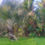 Plots for sale in Hacienda Las Chapas – R4802929 Plots for sale in Hacienda Las Chapas – R4802929