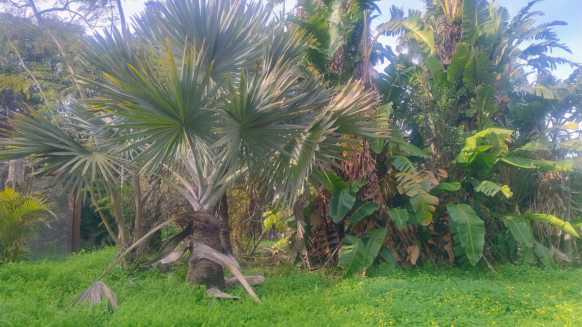 Plots for sale in Hacienda Las Chapas – R4802929 Plots for sale in Hacienda Las Chapas – R4802929