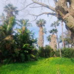 Plots for sale in Hacienda Las Chapas – R4802929 Plots for sale in Hacienda Las Chapas – R4802929