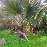 Plots for sale in Hacienda Las Chapas – R4802929 Plots for sale in Hacienda Las Chapas – R4802929